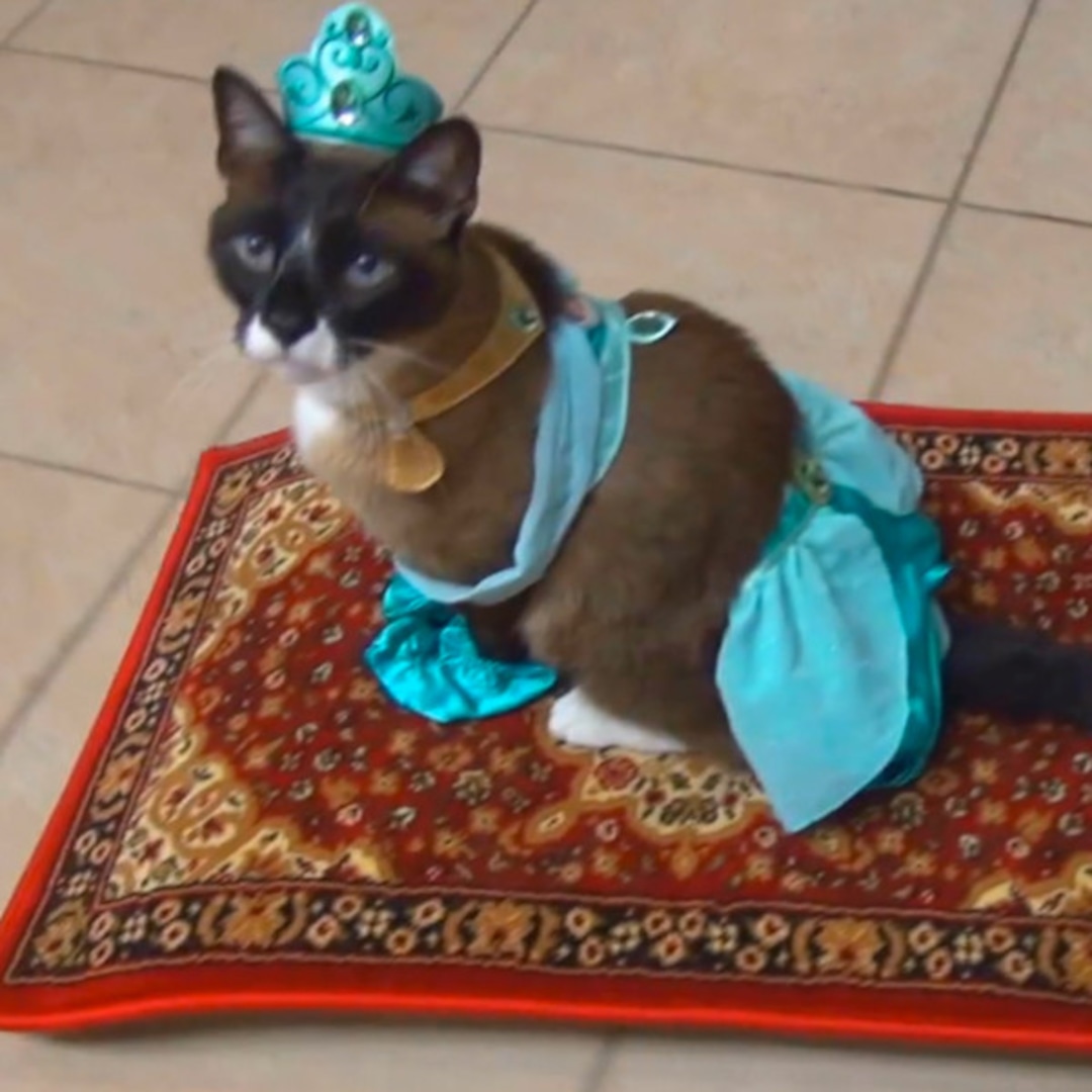 кошки индия